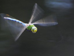Wolfgang Prokein "Im Anflug"